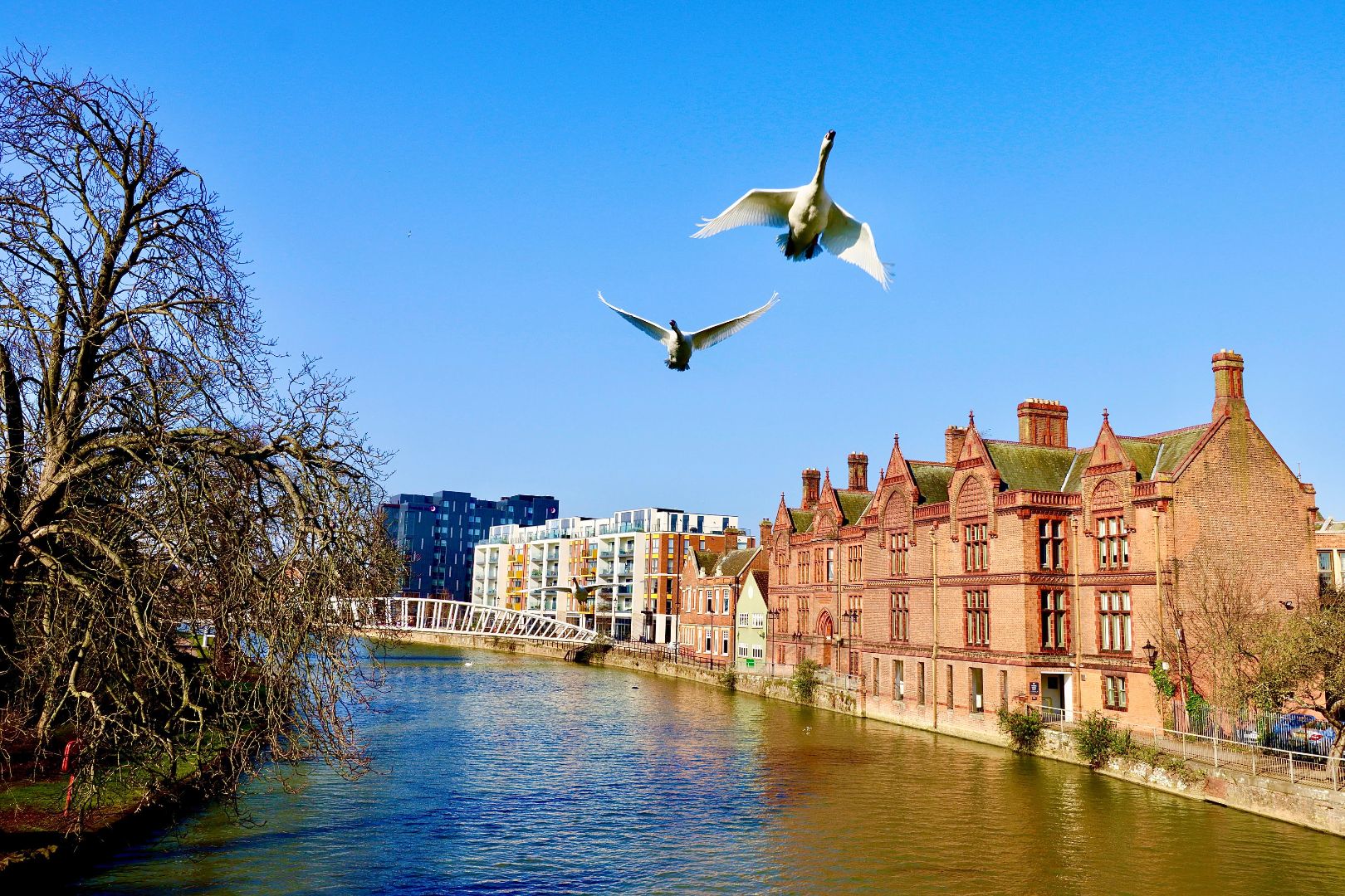 Swans over Bedford